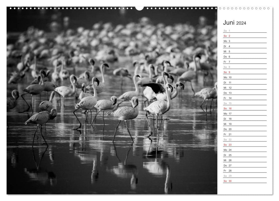 Flamingo Impressionen 2024 (CALVENDO Premium Wandkalender 2024)