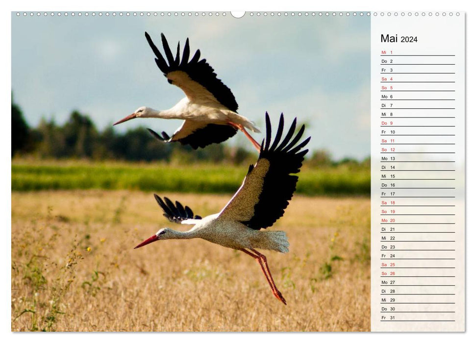 Lithuania - forays through the young Baltic Sea republic (CALVENDO Premium Wall Calendar 2024) 