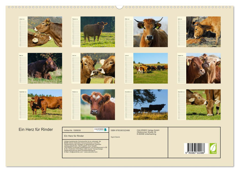 A heart for cattle (CALVENDO Premium Wall Calendar 2024) 