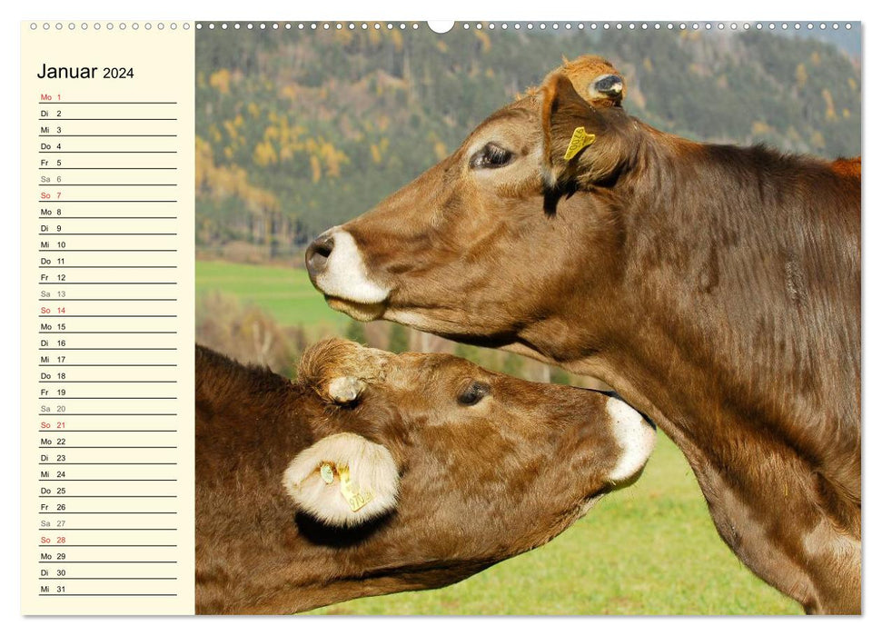 Un cœur pour le bétail (Calendrier mural CALVENDO Premium 2024) 