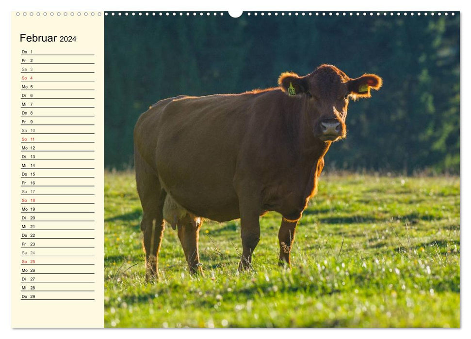 A heart for cattle (CALVENDO Premium Wall Calendar 2024) 