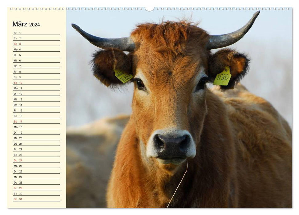 Ein Herz für Rinder (CALVENDO Premium Wandkalender 2024)