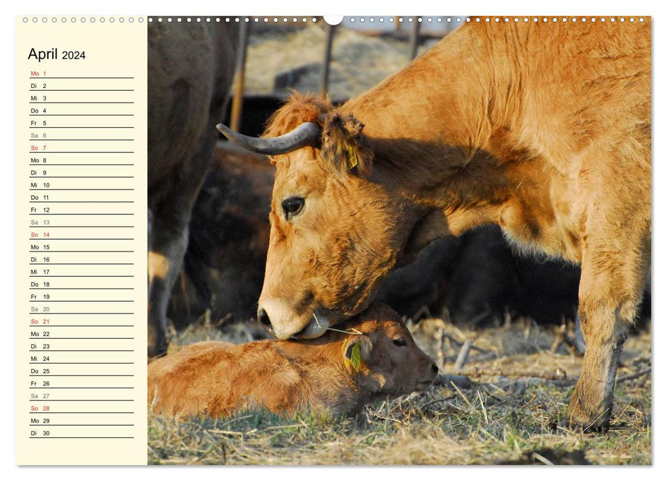 A heart for cattle (CALVENDO Premium Wall Calendar 2024) 