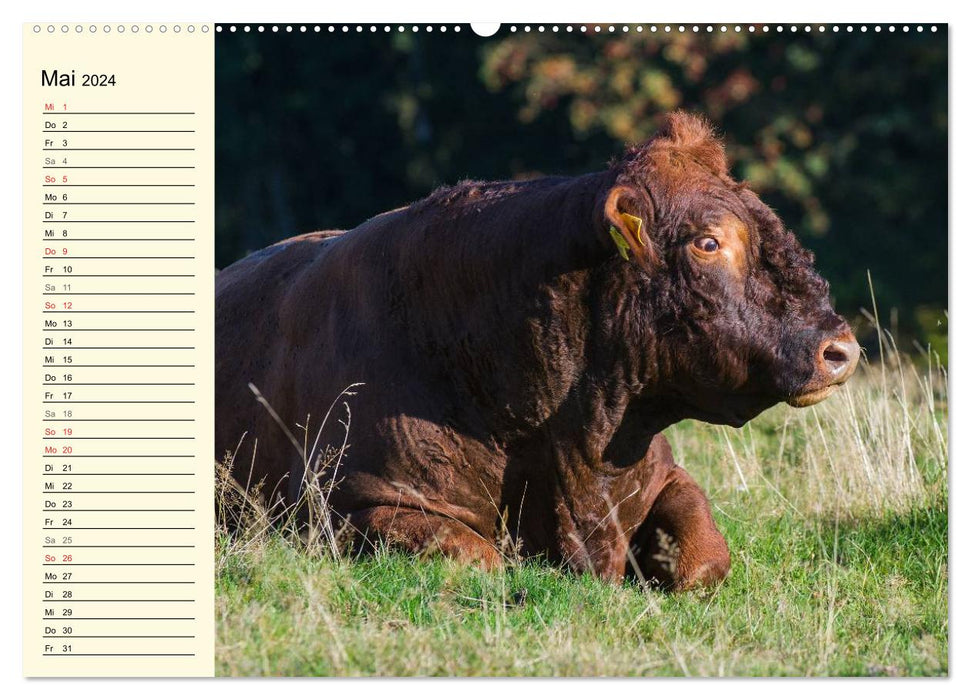Un cœur pour le bétail (Calendrier mural CALVENDO Premium 2024) 