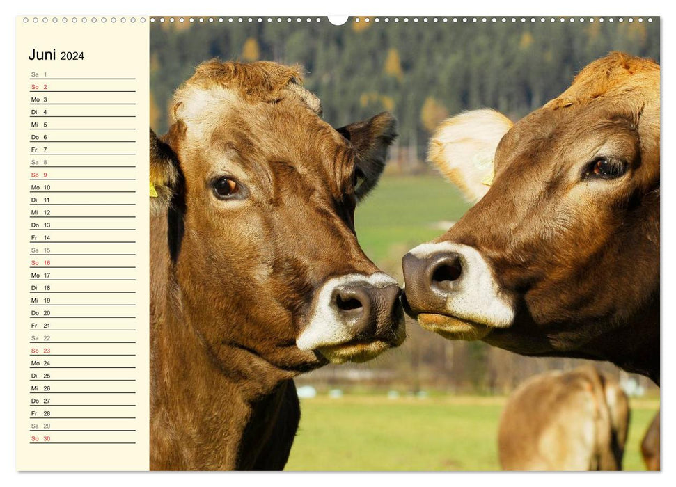 A heart for cattle (CALVENDO Premium Wall Calendar 2024) 