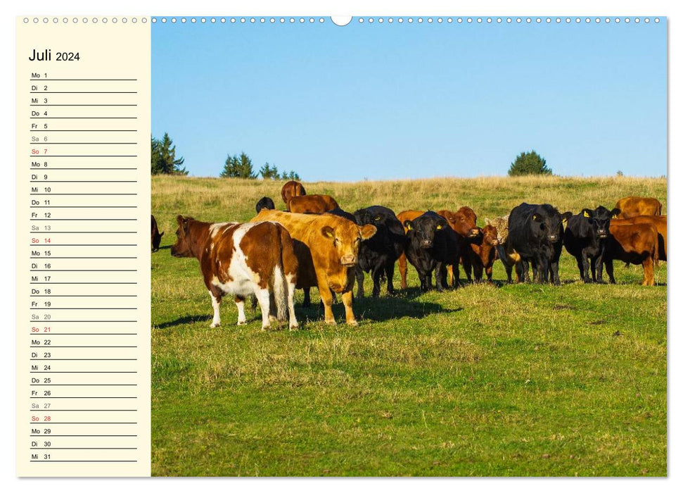 A heart for cattle (CALVENDO Premium Wall Calendar 2024) 