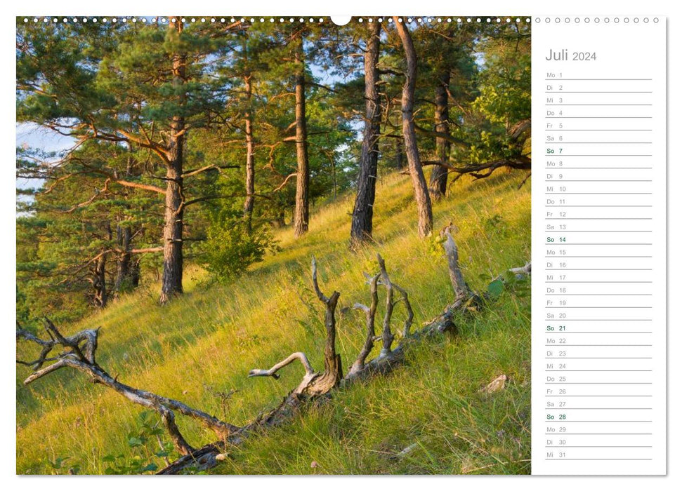 In the German Forest 2024 - a note calendar (CALVENDO Premium Wall Calendar 2024) 