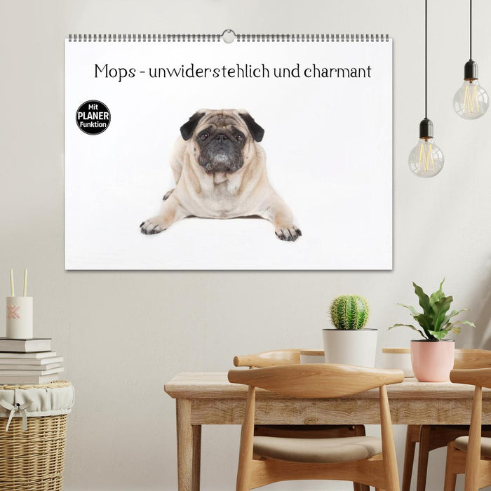 Pug - irresistible and charming (CALVENDO wall calendar 2024) 