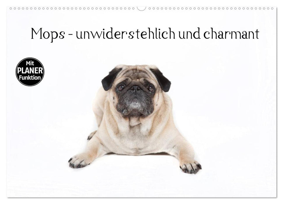 Pug - irresistible and charming (CALVENDO wall calendar 2024) 