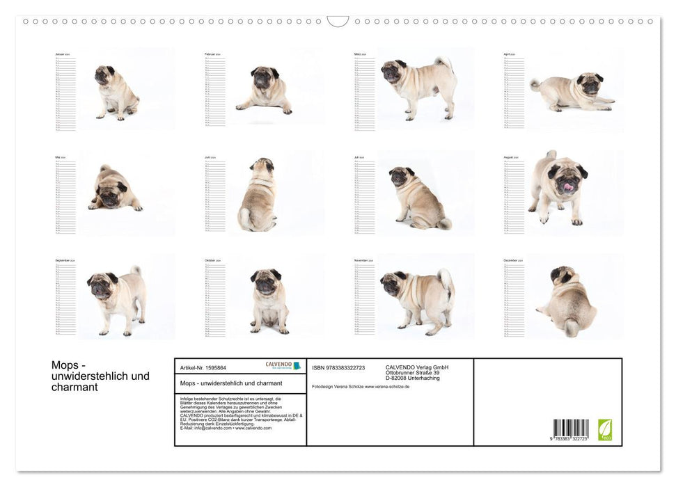 Pug - irresistible and charming (CALVENDO wall calendar 2024) 