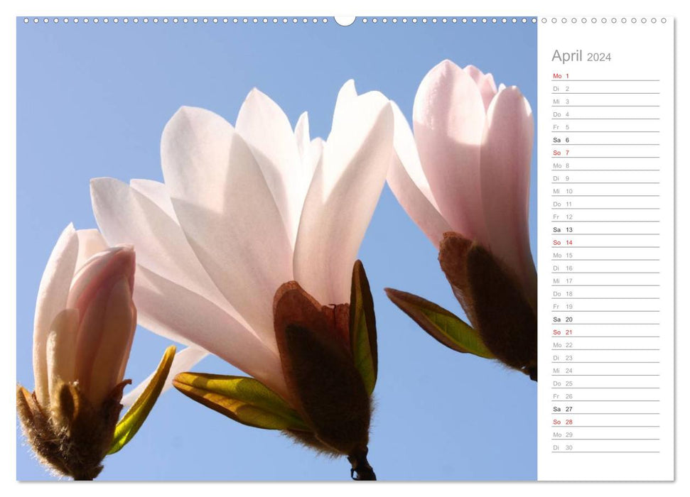 Magnolienblüte (CALVENDO Premium Wandkalender 2024)