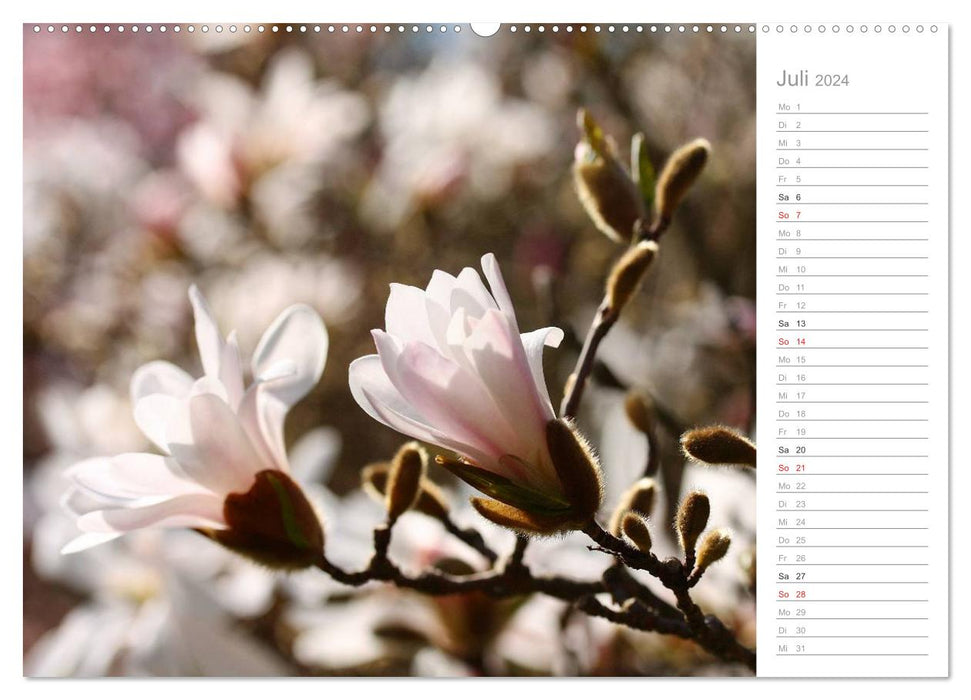 Magnolia blossom (CALVENDO Premium wall calendar 2024) 