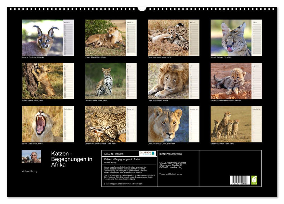 Cats - Encounters in Africa (CALVENDO wall calendar 2024) 