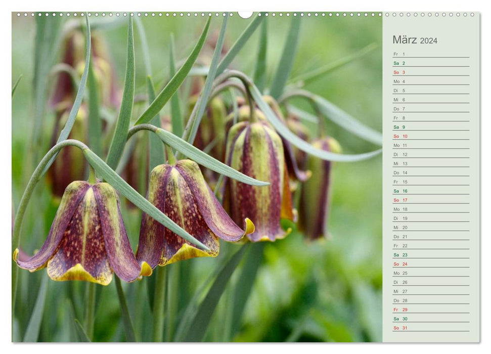 Adorable bells (CALVENDO Premium Wall Calendar 2024) 