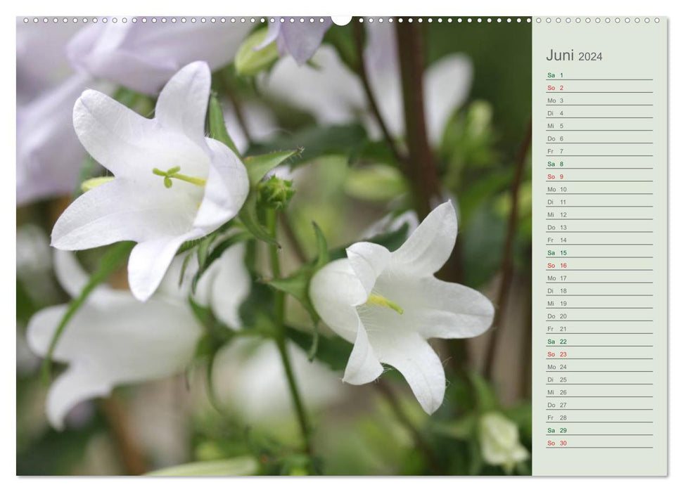 Adorable bells (CALVENDO Premium Wall Calendar 2024) 