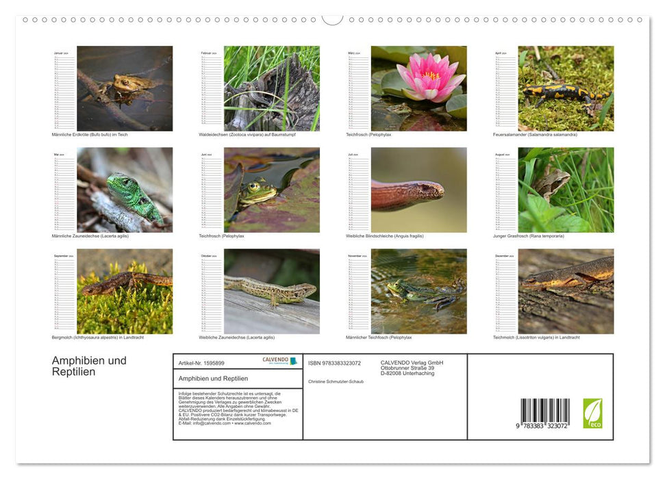 Amphibien und Reptilien (CALVENDO Premium Wandkalender 2024)