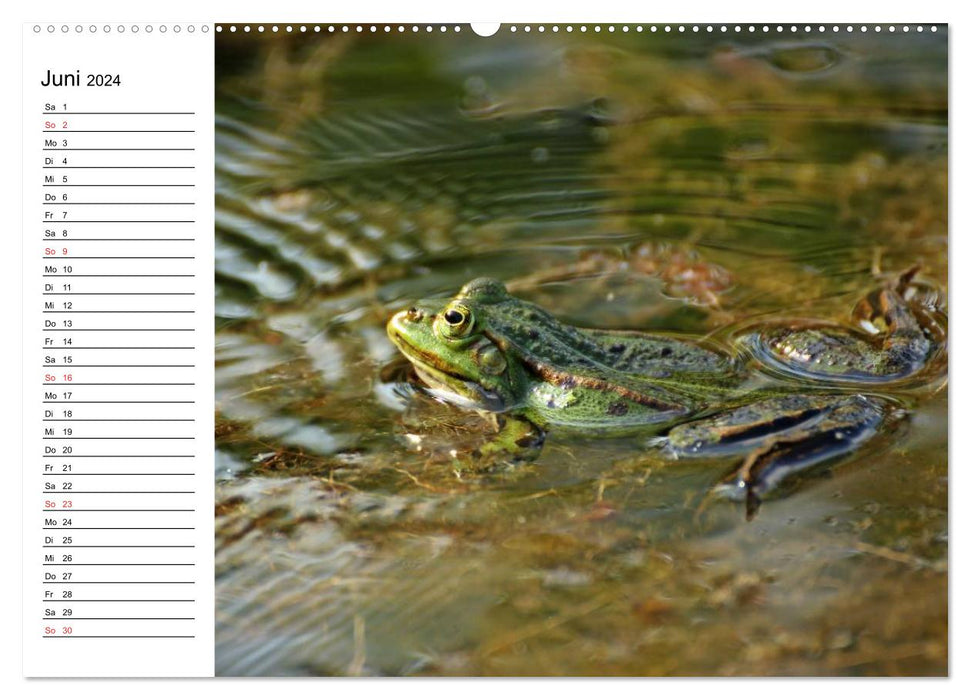 Der Teichfrosch (CALVENDO Premium Wandkalender 2024)