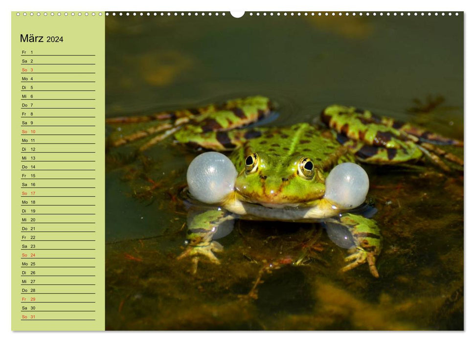 Frosch müsste man sein! (CALVENDO Premium Wandkalender 2024)