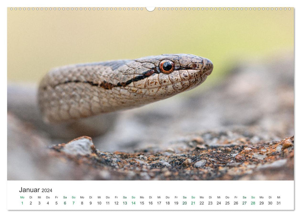 Schlangen - Portraits europäischer Arten (CALVENDO Premium Wandkalender 2024)