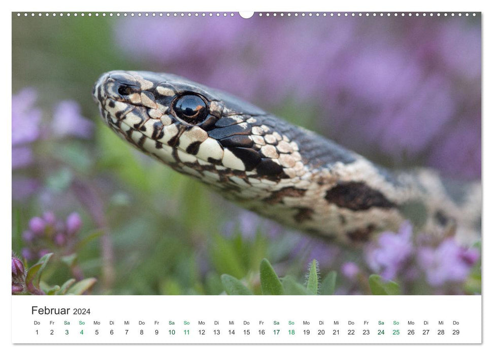 Schlangen - Portraits europäischer Arten (CALVENDO Premium Wandkalender 2024)