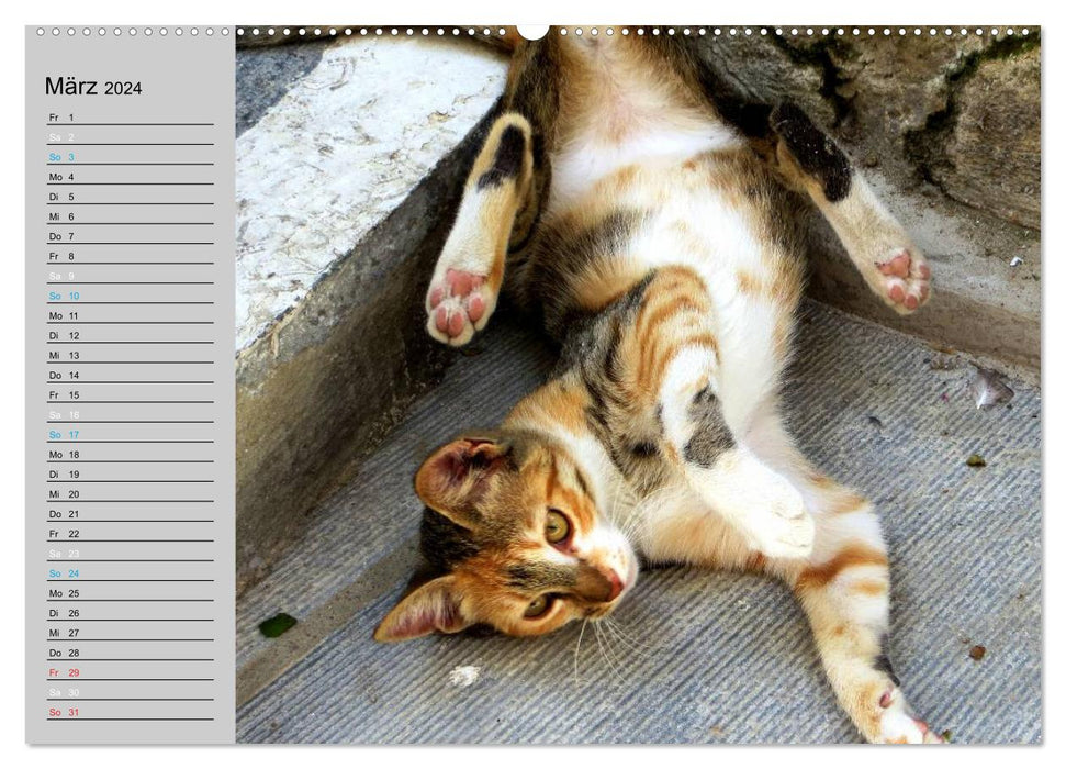 VELVET PAWS "close to the fur" (CALVENDO wall calendar 2024) 