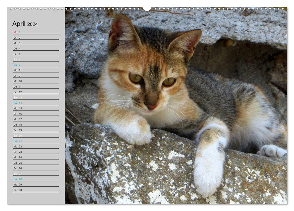 VELVET PAWS "close to the fur" (CALVENDO wall calendar 2024) 