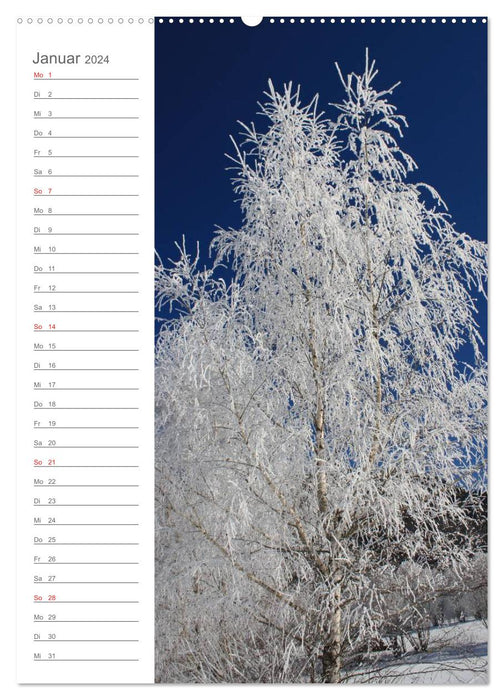 My most beautiful trees (CALVENDO Premium Wall Calendar 2024) 