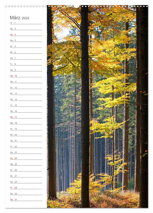 Meine schönsten Bäume (CALVENDO Premium Wandkalender 2024)
