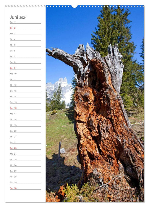 My most beautiful trees (CALVENDO Premium Wall Calendar 2024) 