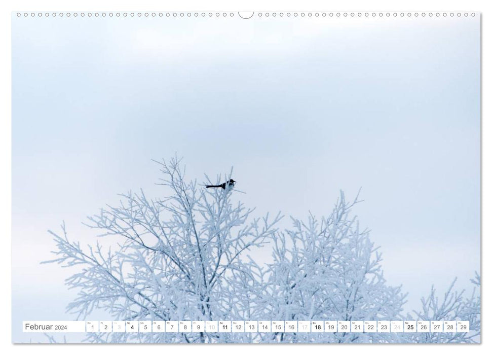 Northern Sweden (CALVENDO wall calendar 2024) 