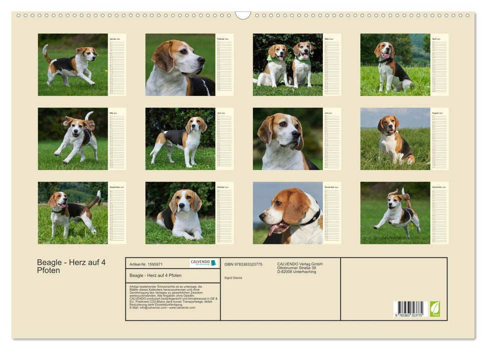 Beagle - Herz auf 4 Pfoten (CALVENDO Wandkalender 2024)