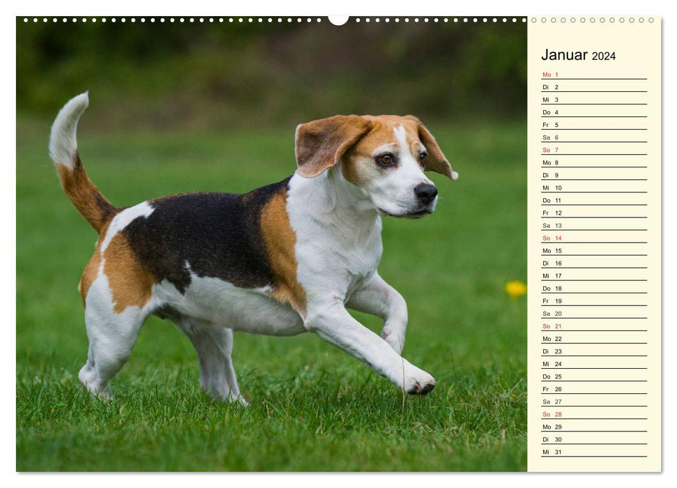 Beagle - Herz auf 4 Pfoten (CALVENDO Wandkalender 2024)