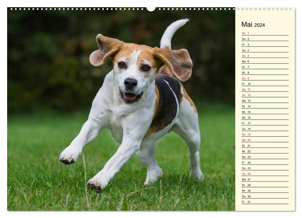 Beagle - heart on 4 paws (CALVENDO wall calendar 2024) 
