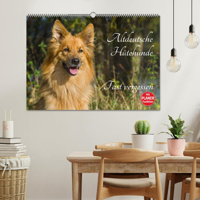 Old German Shepherd Dogs - Almost Forgotten (CALVENDO Wall Calendar 2024) 