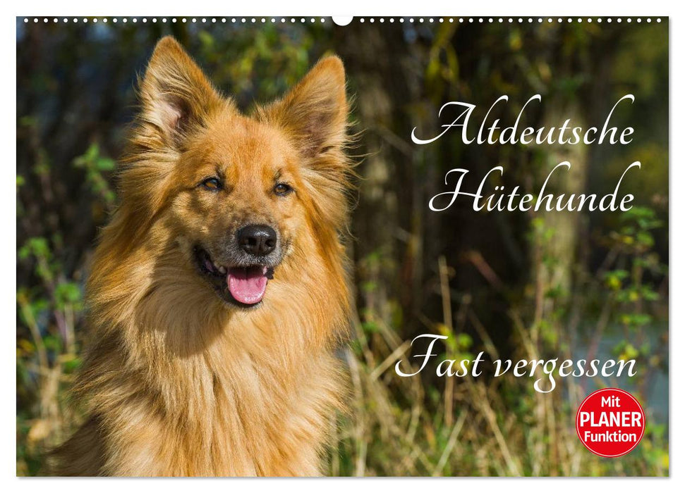 Old German Shepherd Dogs - Almost Forgotten (CALVENDO Wall Calendar 2024) 