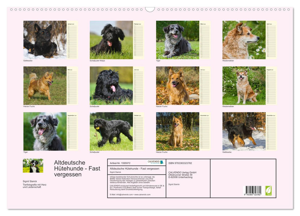 Old German Shepherd Dogs - Almost Forgotten (CALVENDO Wall Calendar 2024) 