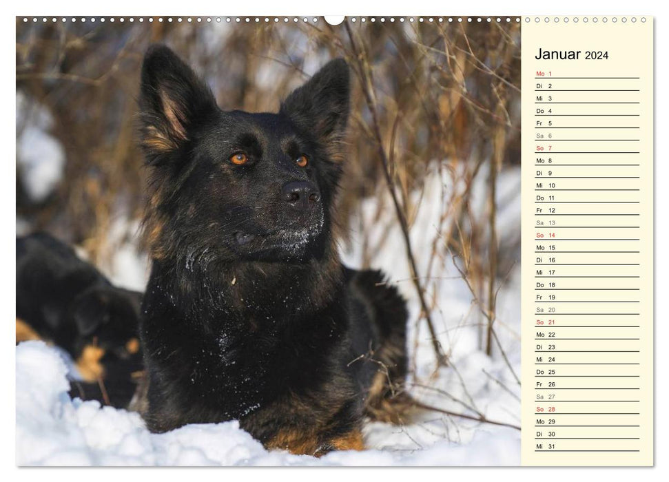 Old German Shepherd Dogs - Almost Forgotten (CALVENDO Wall Calendar 2024) 