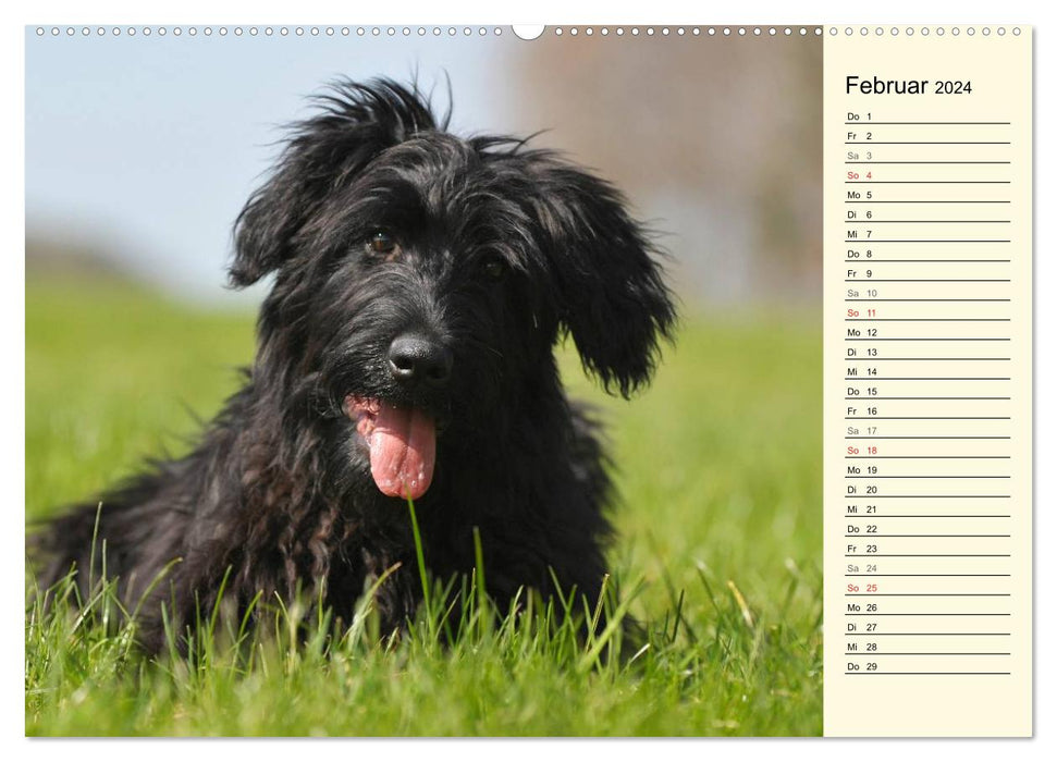 Old German Shepherd Dogs - Almost Forgotten (CALVENDO Wall Calendar 2024) 