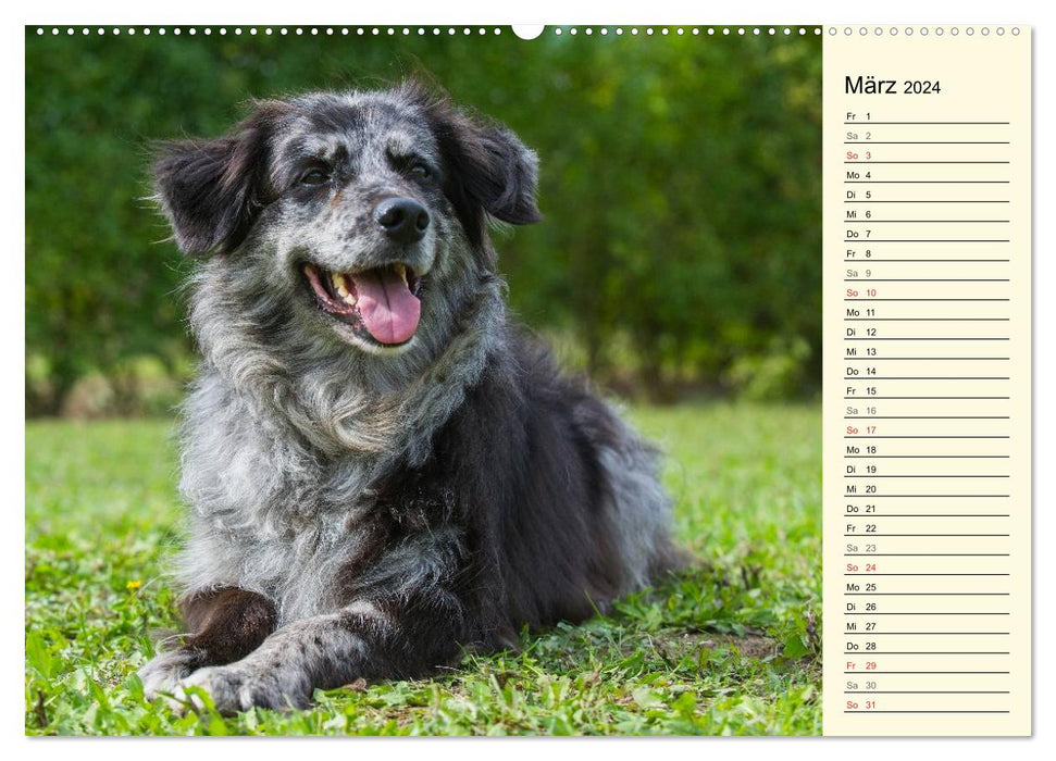 Old German Shepherd Dogs - Almost Forgotten (CALVENDO Wall Calendar 2024) 