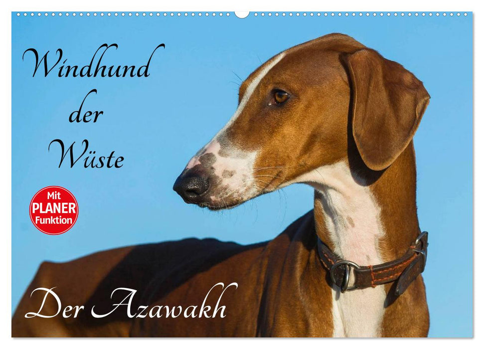 Greyhound of the Desert - The Azawakh (CALVENDO Wall Calendar 2024) 