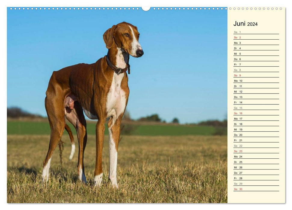 Greyhound of the Desert - The Azawakh (CALVENDO Wall Calendar 2024) 