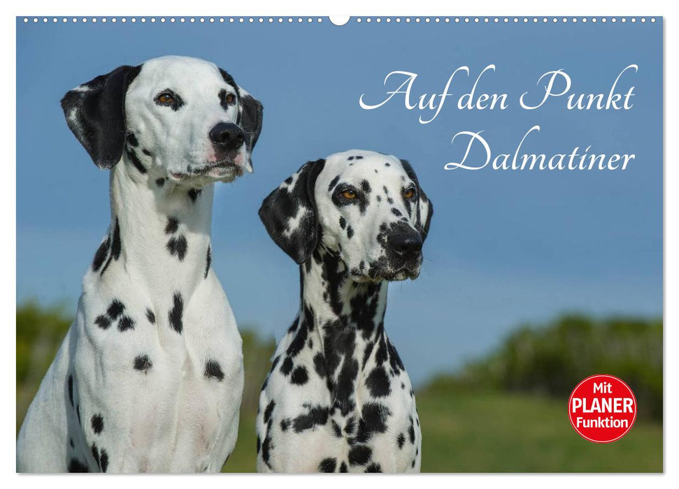 To the point - Dalmatians (CALVENDO wall calendar 2024) 