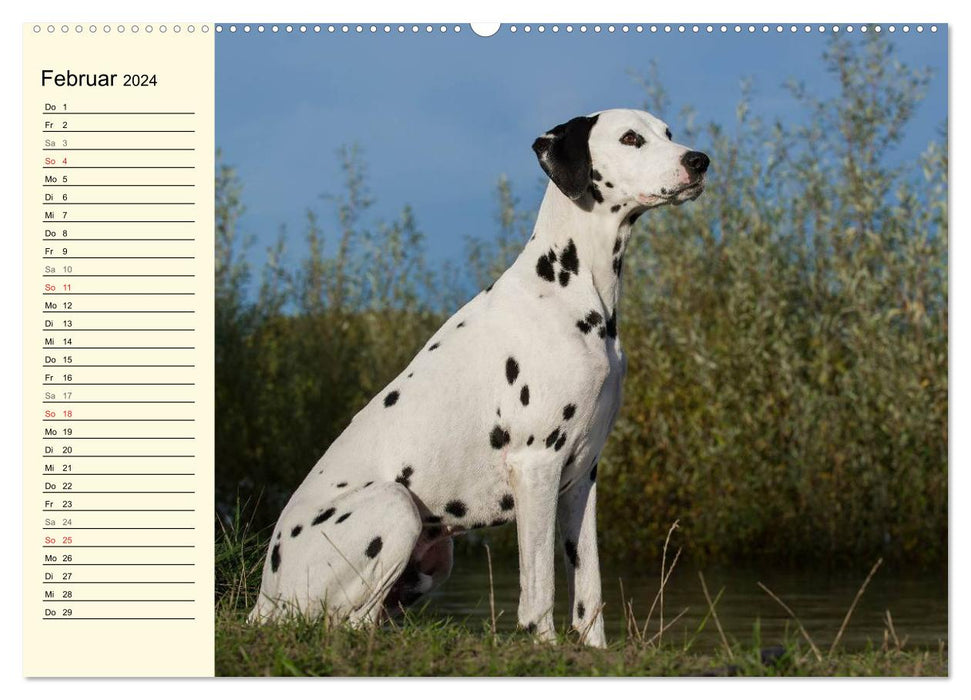 Auf den Punkt - Dalmatiner (CALVENDO Wandkalender 2024)