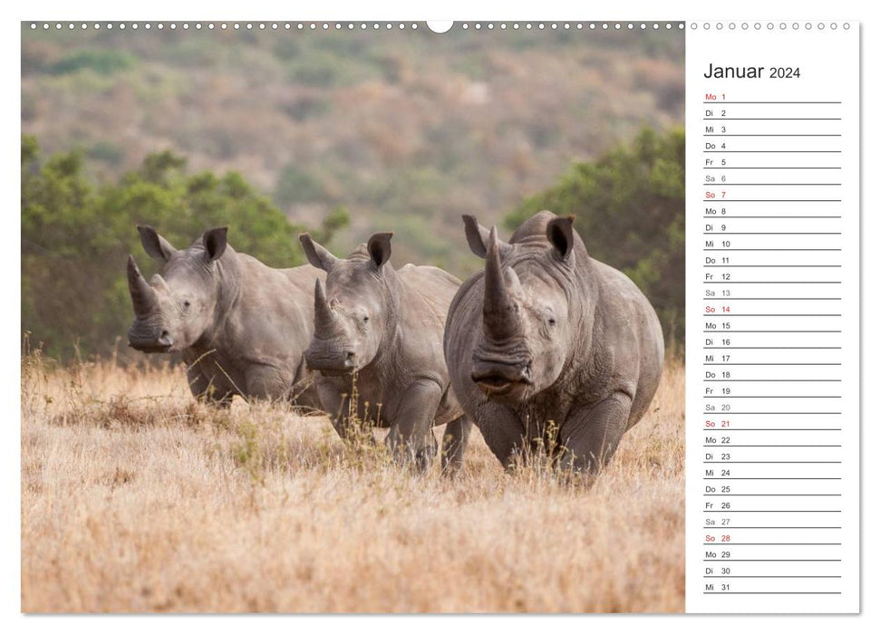 Emotional moments: Rhinos (CALVENDO Premium Wall Calendar 2024) 
