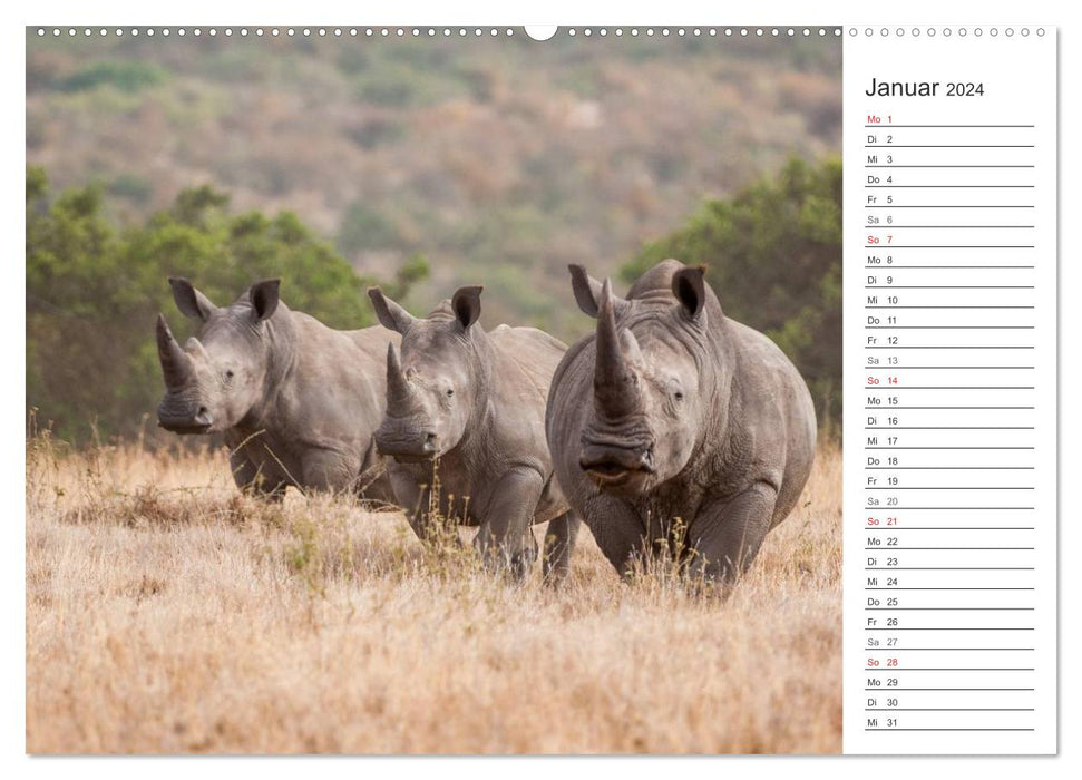 Moments d'émotion : Rhinocéros (Calendrier mural CALVENDO Premium 2024) 