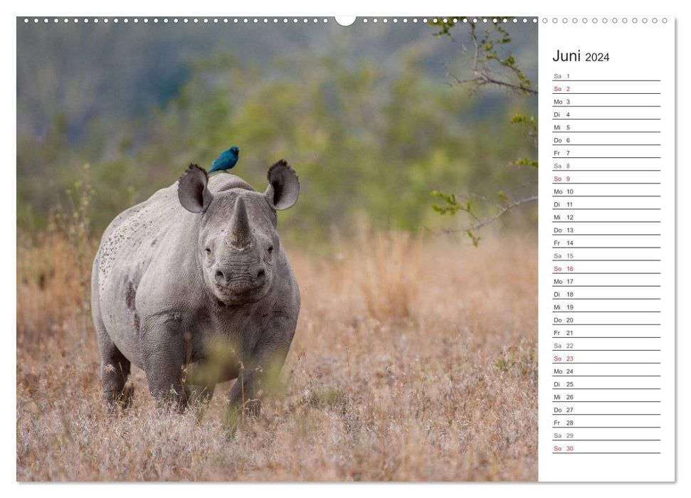 Moments d'émotion : Rhinocéros (Calendrier mural CALVENDO Premium 2024) 