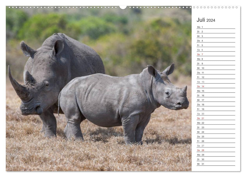 Moments d'émotion : Rhinocéros (Calendrier mural CALVENDO Premium 2024) 