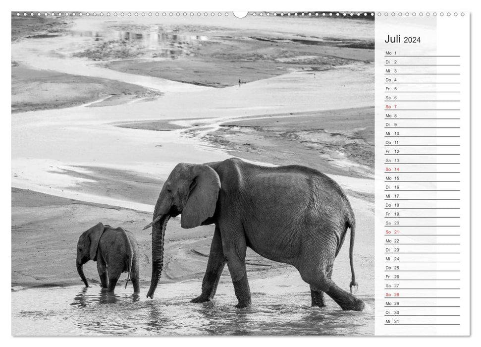 Emotionale Momente: Elefanten in black and white (CALVENDO Premium Wandkalender 2024)