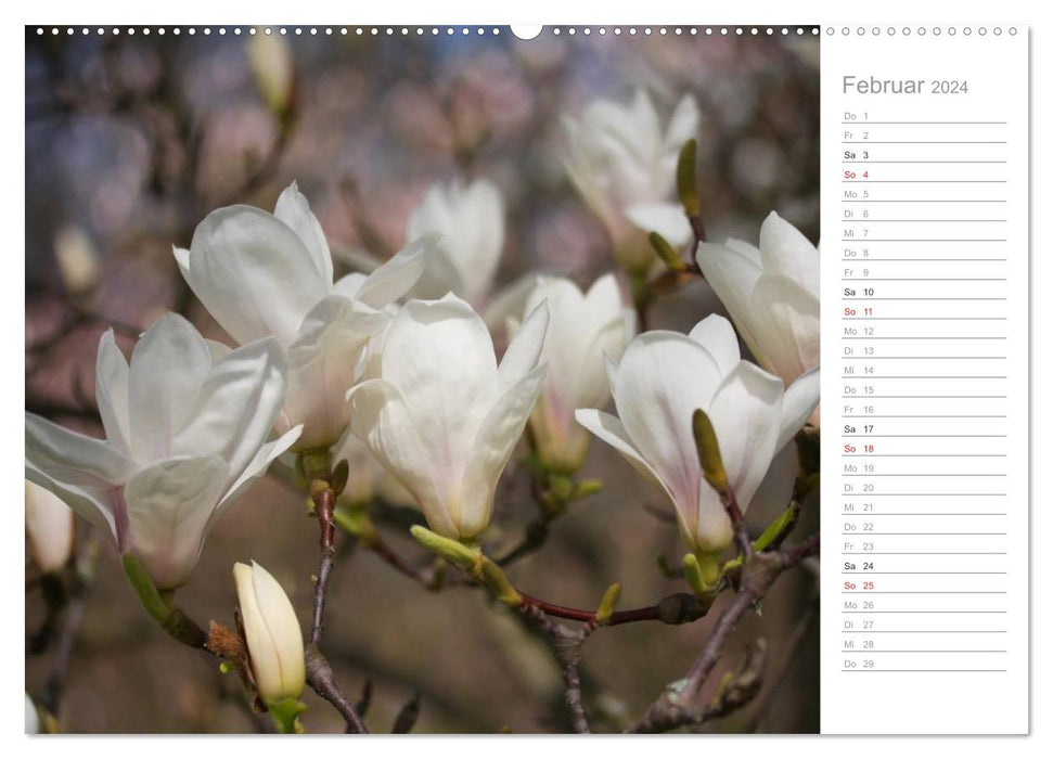 Magnolienblüte (CALVENDO Wandkalender 2024)