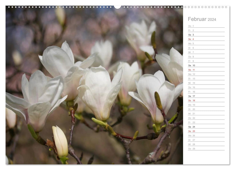 Fleur de magnolia (calendrier mural CALVENDO 2024) 